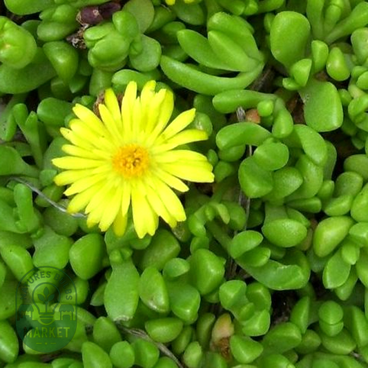 Delosperma brunthaleri Yellow