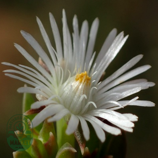 Delosperma inconspicuum