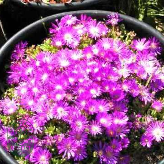 Delosperma lavisiae