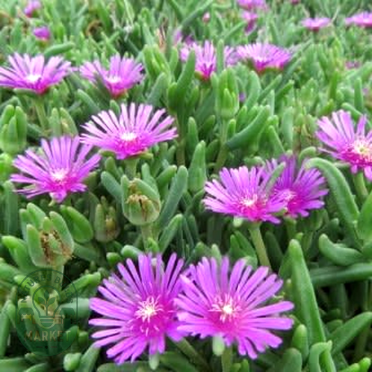 Delosperma lydenburgense