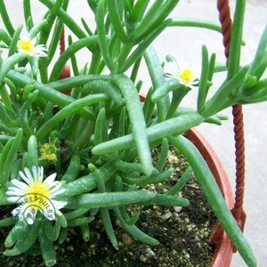 Delosperma nakurense