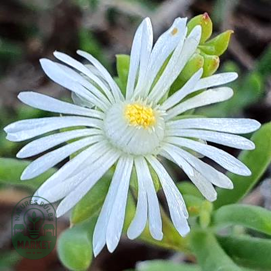 Delosperma subincanum