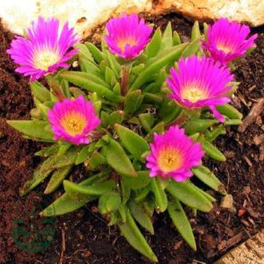Delosperma sutherlandii