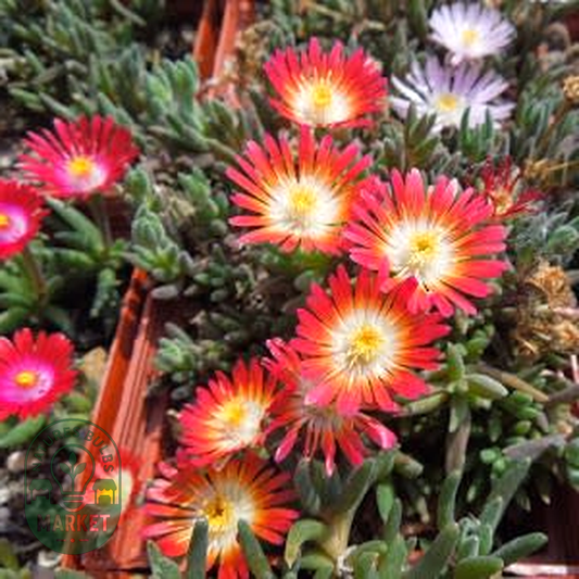 Delosperma testaceum