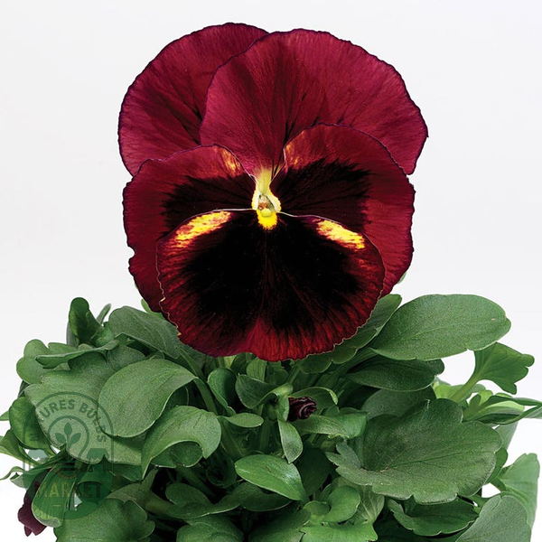 Delta® Classic Tapestry Pansy Seeds