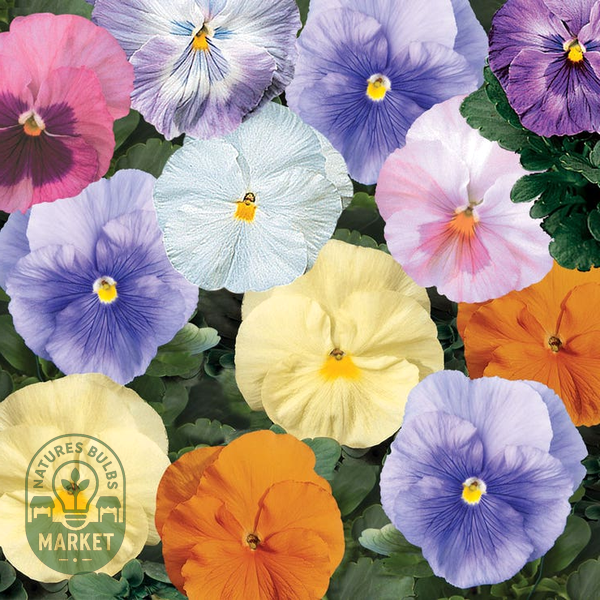 Delta® Classic Watercolors Mix Pansy Seeds