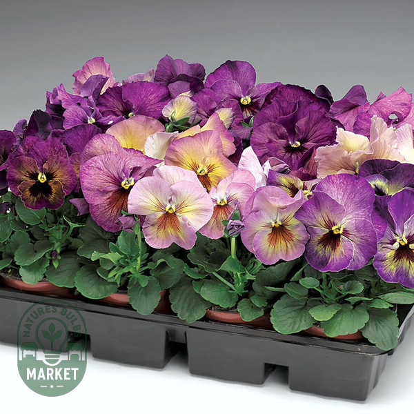 Delta™ Premium Persian Medley Pansy Seeds