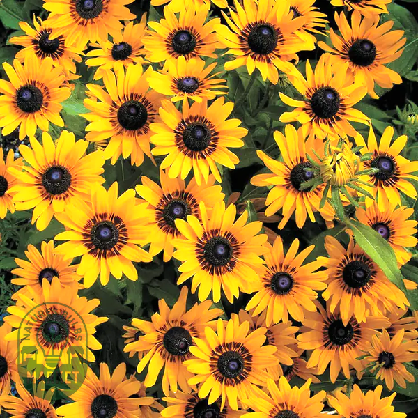 Denver Daisy Rudbeckia Seeds