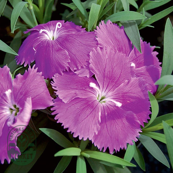 Diana Blueberry Dianthus Seeds