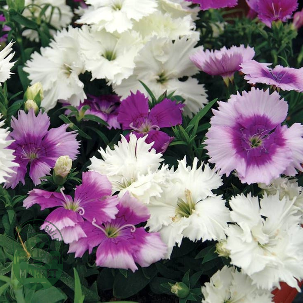 Diana Lavandina Mix Dianthus Seeds
