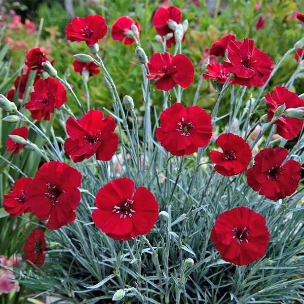 Dianthus AMERICAN PIE® Cherry Pie - Red Carnations