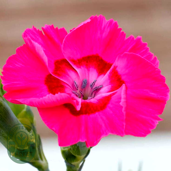 Dianthus American Pie® Bumbleberry Pie - Pink Carnation