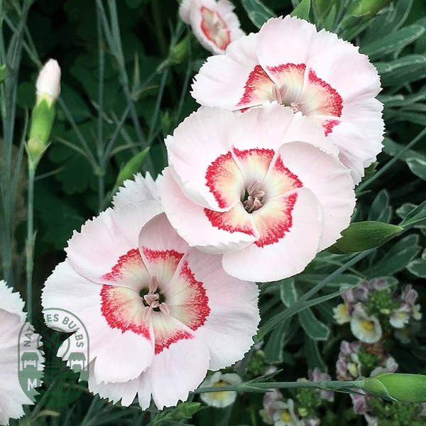 Dianthus American Pie® Georgia Peach Pie