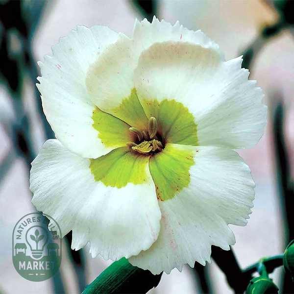 Dianthus American Pie® Key Lime Pie - Green Carnations