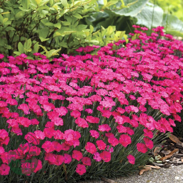 Dianthus 'Paint the Town Magenta'