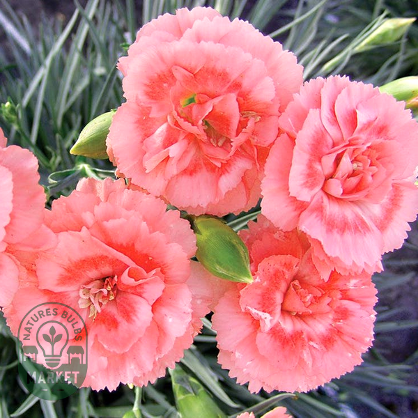Dianthus SCENT FIRST® Tall Romance