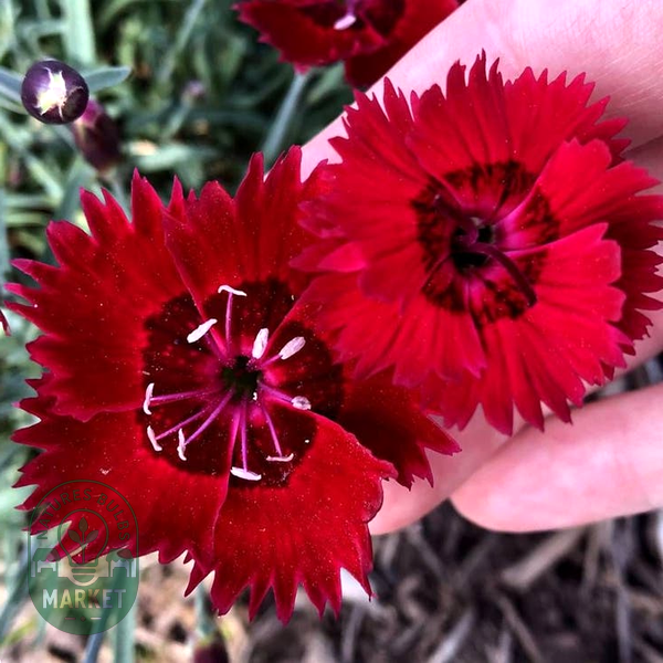 Dianthus SINGLE STAR™ Fire Star Improved