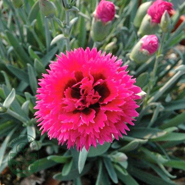 Dianthus STAR DOUBLE™ 'Starlette'