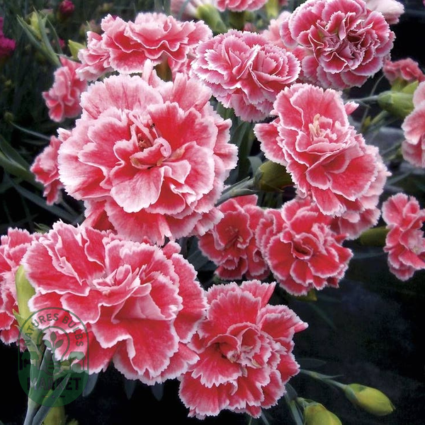 Dianthus Scent First® 'Coral Reef'