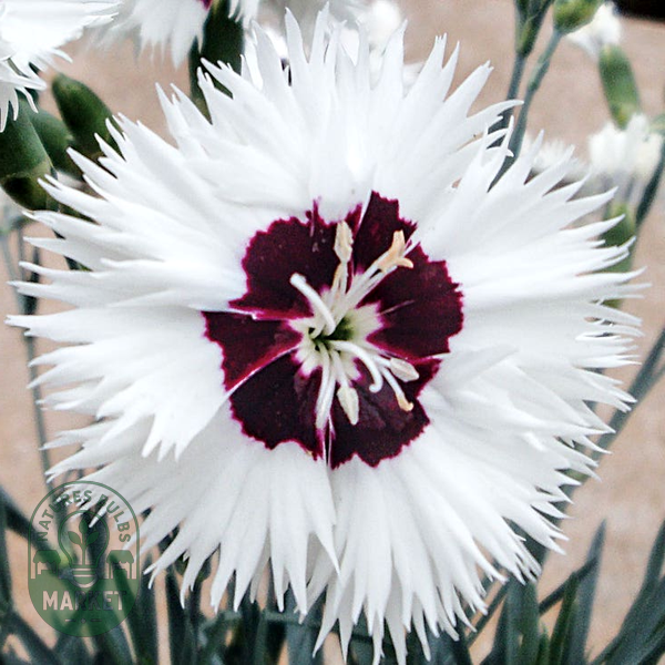 Dianthus Star Single™ Stargazer