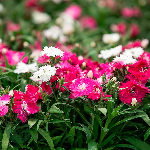 Dianthus Sugar N' Spice