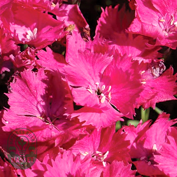 Dianthus Vivid™ Bright Lights