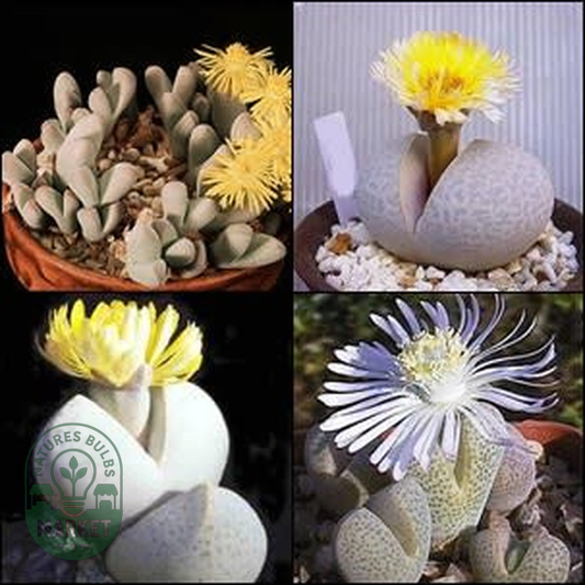 Dinteranthus Mixed Species