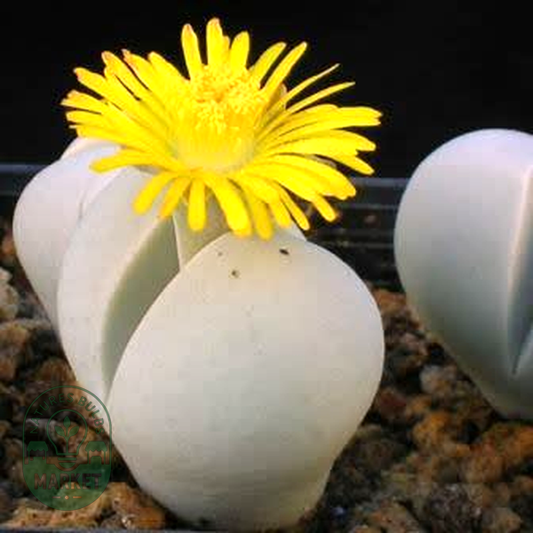 Dinteranthus microspermus
