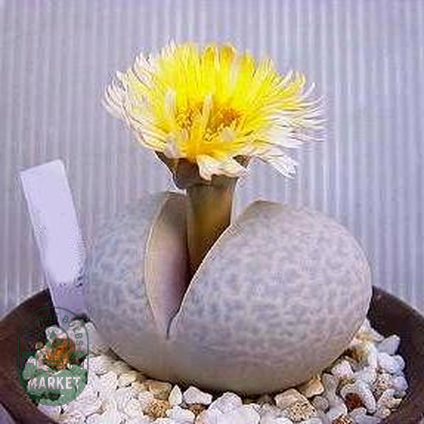 Dinteranthus pole-evansii