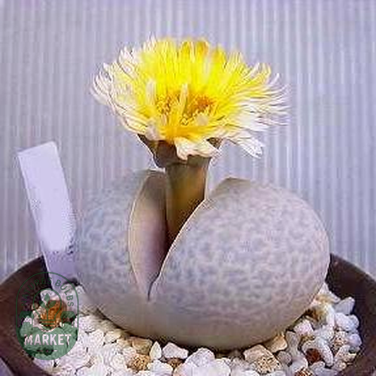 Dinteranthus pole-evansii