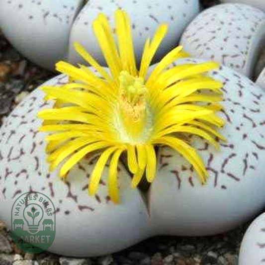 Dinteranthus vanzylii