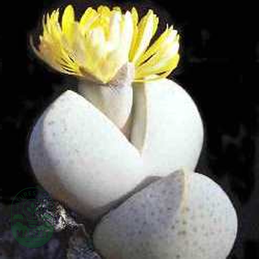 Dinteranthus wilmotianus
