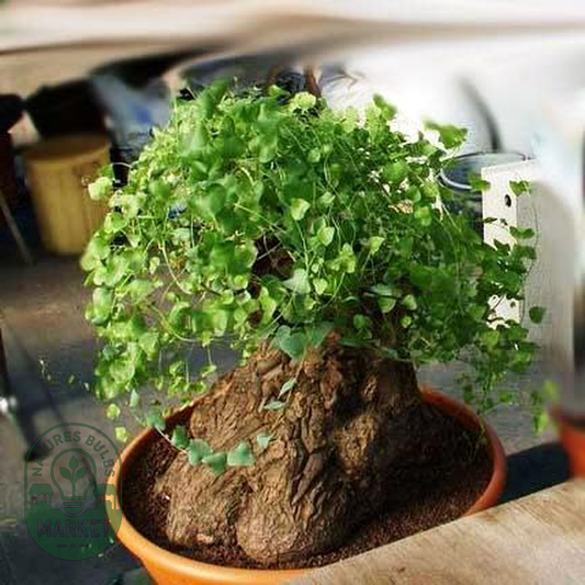 Dioscorea hemicrypta