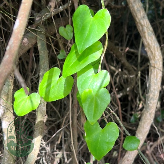 Dioscorea mundii