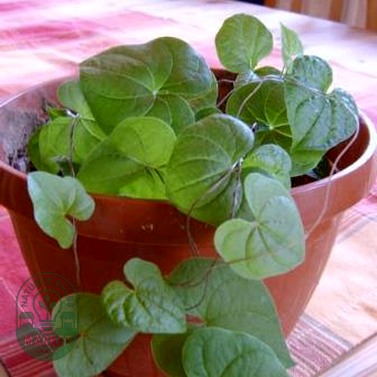 Dioscorea rupicola