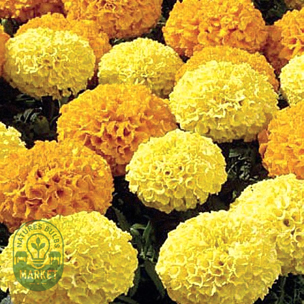 Disco Mix Marigold Seeds
