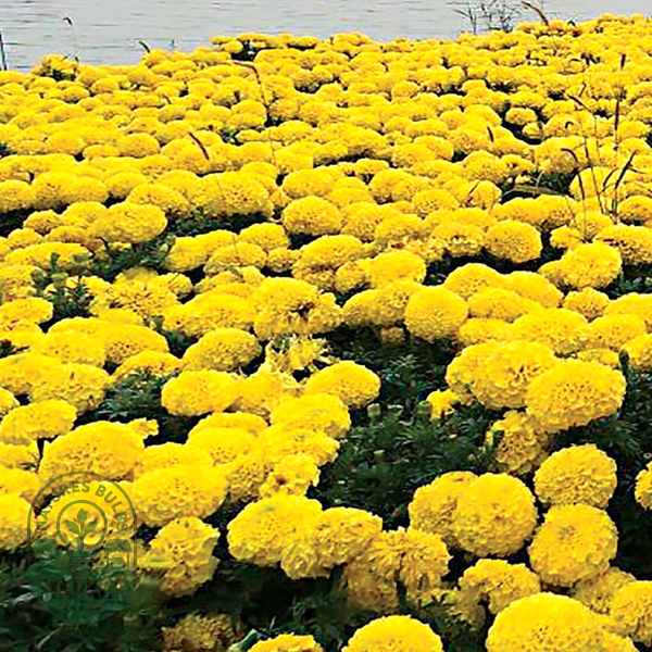 Discovery Yellow Hybrid Marigold Seeds