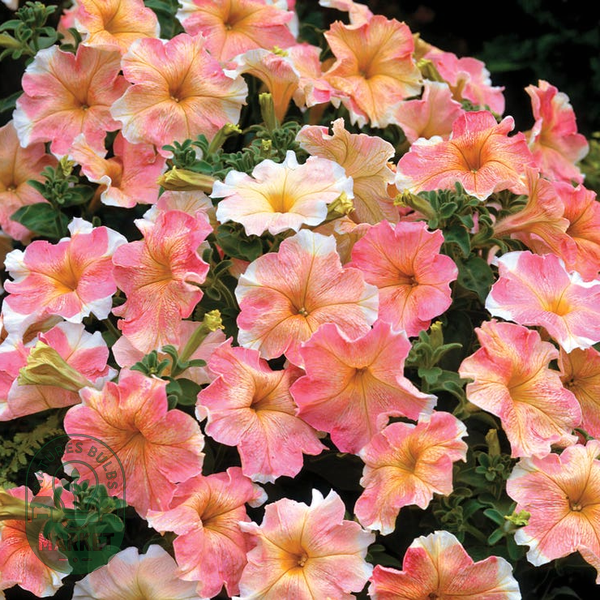 Dolcissima Flambe Petunia Seeds