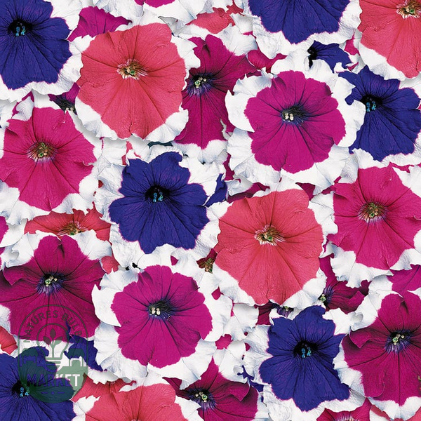 Donna Picotee Mix Petunia Seeds