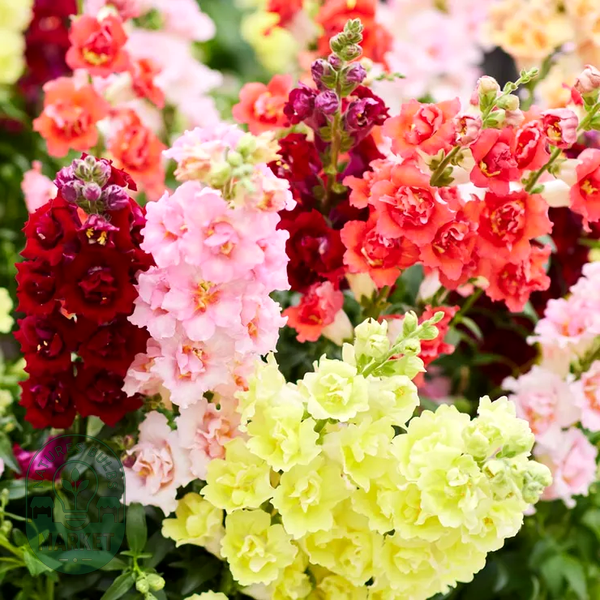 DoubleShot™ Mix Snapdragon Seeds