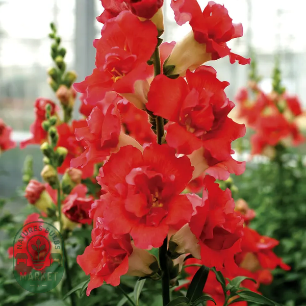 DoubleShot™ Orange Bicolor Snapdragon Seeds