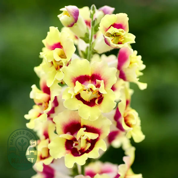 DoubleShot™ Yellow Red Heart Snapdragon Seeds