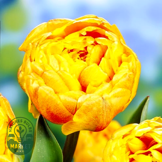 Double Beauty of Apeldoorn
