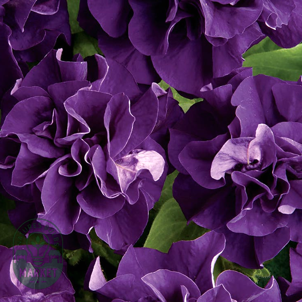 Double Cascade Blue Double Petunia Seeds