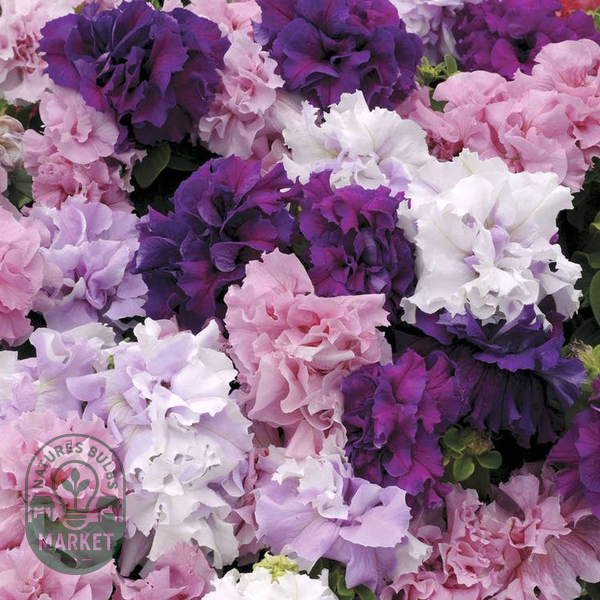 Double Cascade Mix Hybrid Double Petunia Seeds