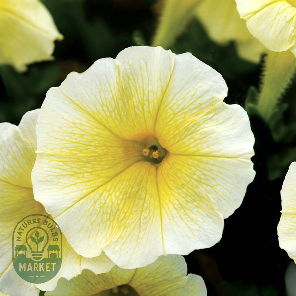 Double Cascade Mixture Double Petunia Seeds