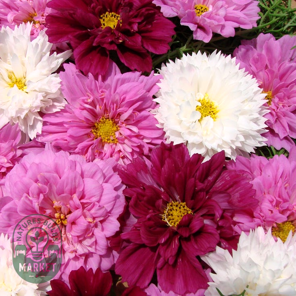 Double Click Mix Cosmos Flower Seeds