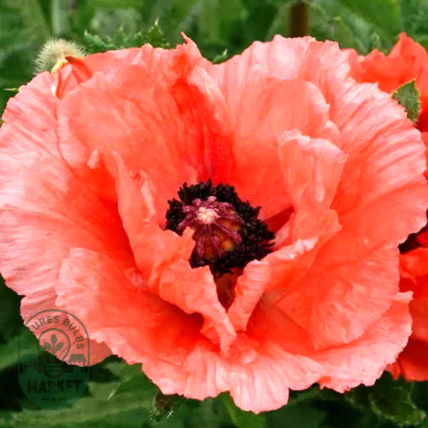 Double Pleasure' Oriental Poppy