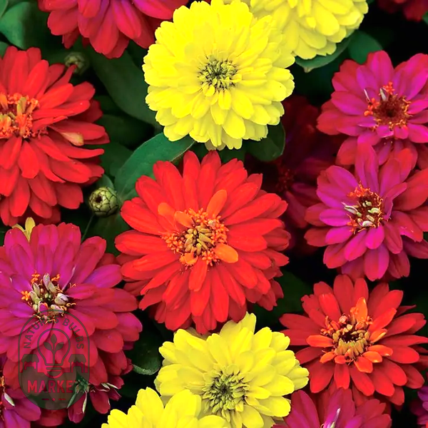 Double Zahara™ Brilliant Mix Zinnia Seeds