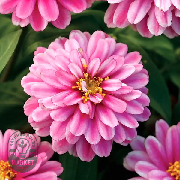 Double Zahara™ Raspberry Ripple Zinnia Seeds